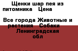 Щенки шар-пея из питомника › Цена ­ 15 000 - Все города Животные и растения » Собаки   . Ленинградская обл.